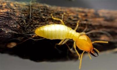 科学防治，守护家园 广州专业白蚁防治服务，助您彻底解决蚁患