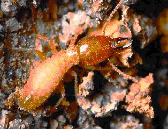 石湾白蚁防治 专业治理与装修预防一体化服务指南