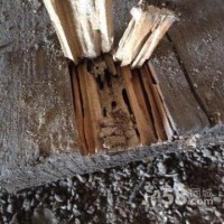 白蚁防治服务详解 博罗石湾、园洲、龙溪的专业守护